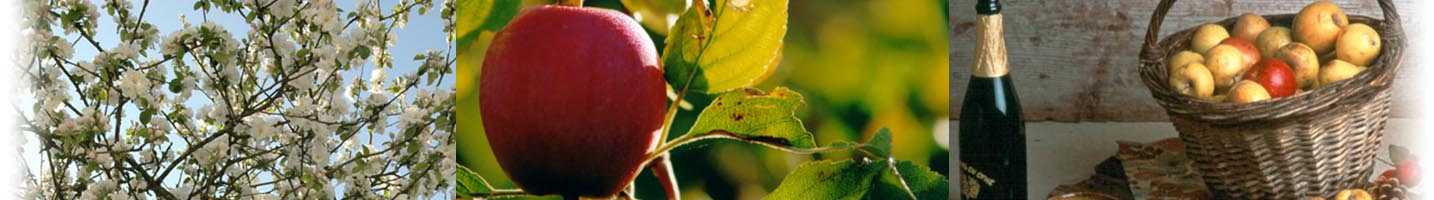 pomme