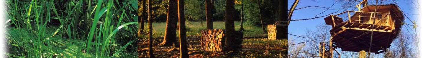 foret