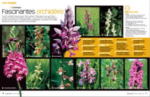 orchidées-sauvages-de-l'Aube