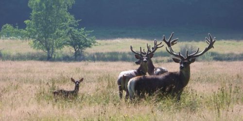 cerf cerf