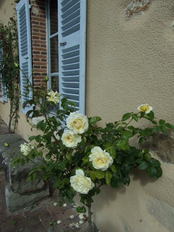 Le Saule Argenté Mme GUYOT-FAVIN