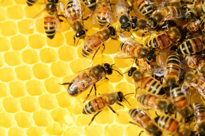 honey-bees-326337_1920.jpg ©Image par <a href=