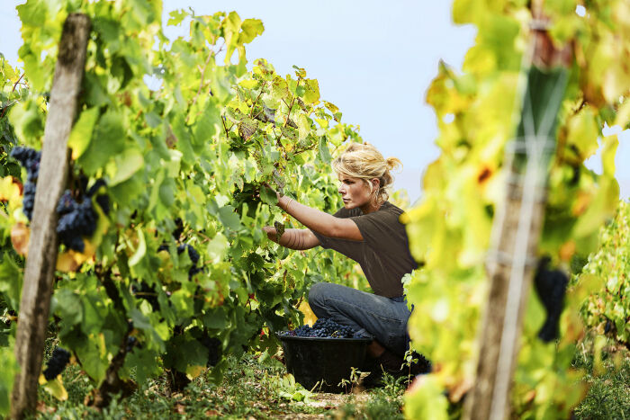 Champagne Chassenay d'Arce.jpg Champagne Chassenay d'Arce