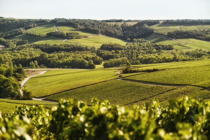 Champagne Chassenay d'Arce.jpg Champagne Chassenay d'Arce