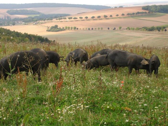 CP Ferme mont st Benoist7.jpg Ferme mont st Benoist