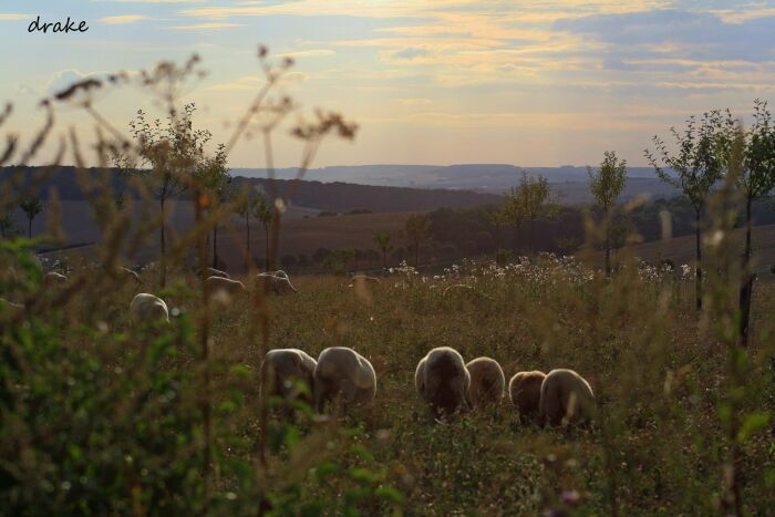 CP Ferme mont st Benoist5.jpg