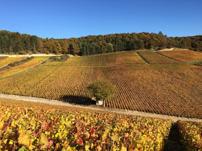 Champagne Amyot.jpg Champagne Amyot