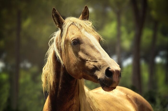 horse-1853122_1920.jpg