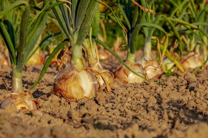 onion-3540502_1280.jpg Pixabay