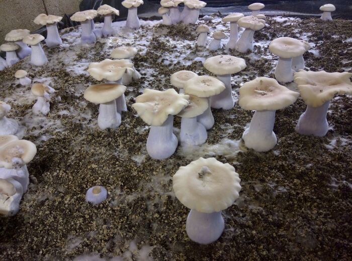 Les-Champignons-24-1.jpg Les Champignons de Cussangy