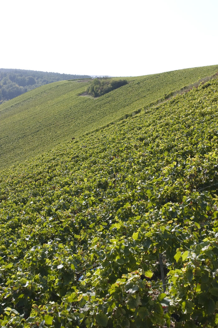 Champagne Pascal Walczak Père & Fils.jpg Champagne Pascal Walczak Père & Fils