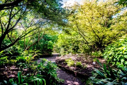 Les plantes de terre de bruyère.jpg