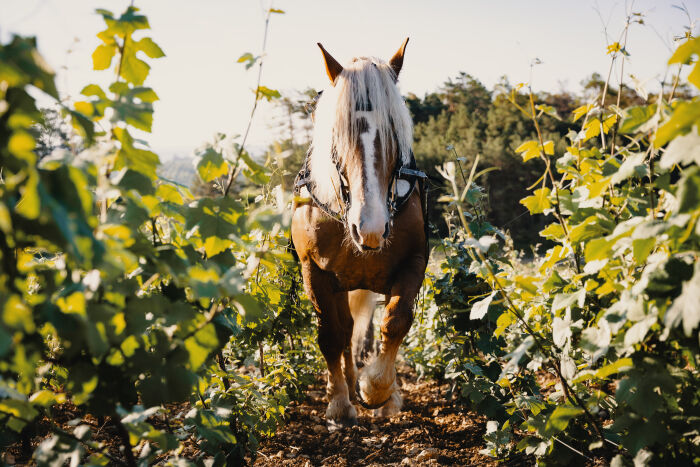 Domaine Alexandre Bonnet.jpg Domaine Alexandre Bonnet