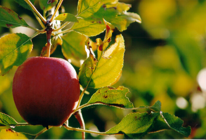 Pomme Aurélien Ibanez.jpg