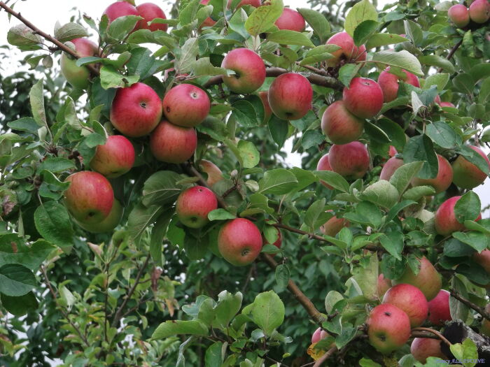 Pommes. CP Nancy Allavoine.JPG