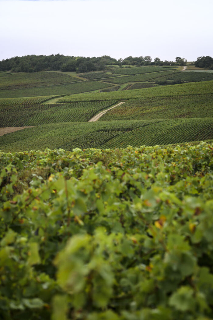 L'empreinte des fées _ Domaine de Mondeville.jpg L'empreinte des fées _ Domaine de Mondeville