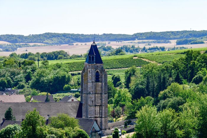 Vignoble (17).jpg Olivier Douard