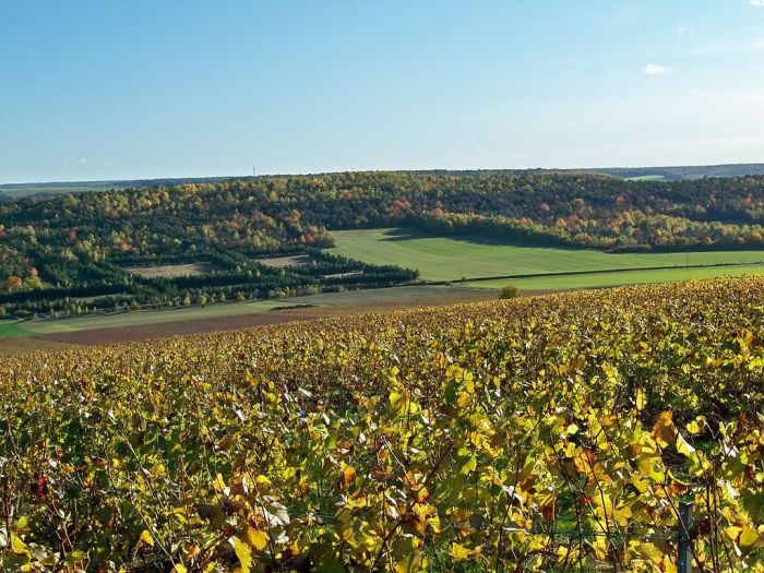 POint de vue et vignoble Montgueux.jpg ©TCT