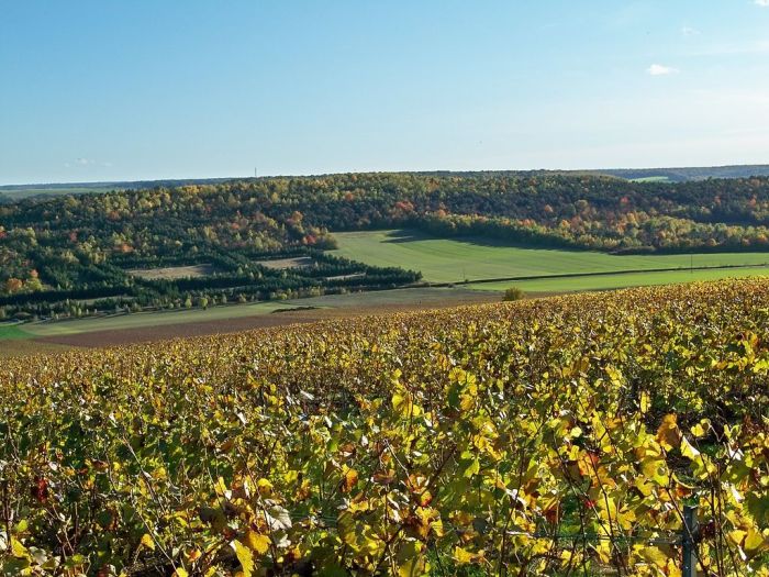 POint de vue et vignoble Montgueux.jpg