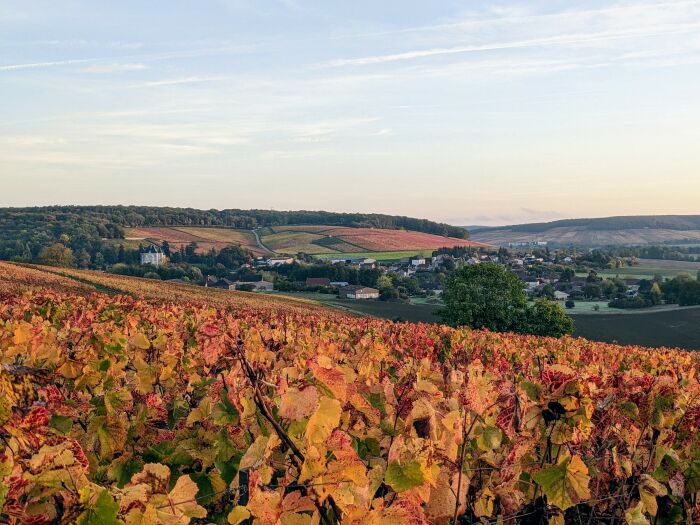 Champagne Moutaux.jpg Champagne Moutaux