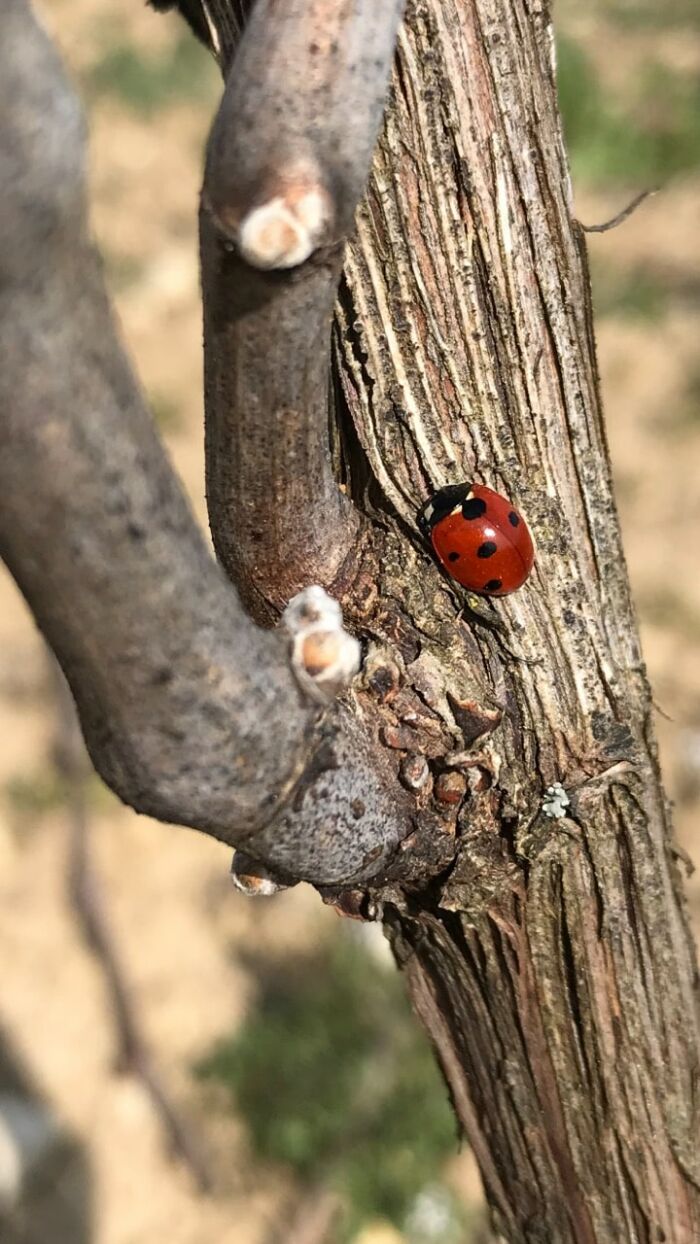 Coccinelle.jpg Champagne Dumont