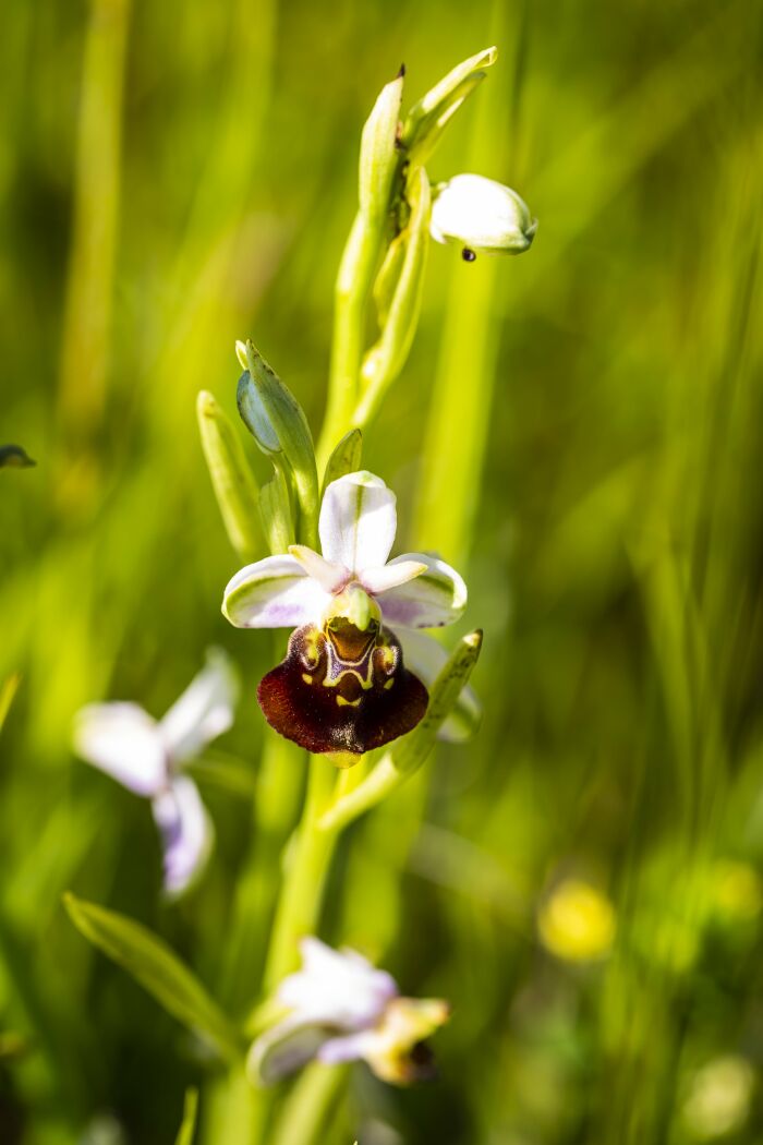 Orchidee.jpg Olivier Frajman Protographe