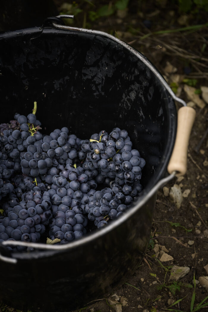 L'empreinte des fées _ Domaine de Mondeville.jpg L'empreinte des fées _ Domaine de Mondeville