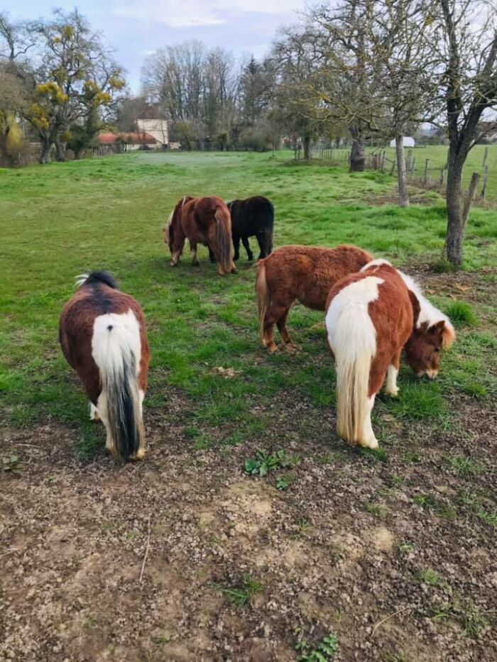 les poneys photo de Pinel Pauline.jpg Pinel Pauline