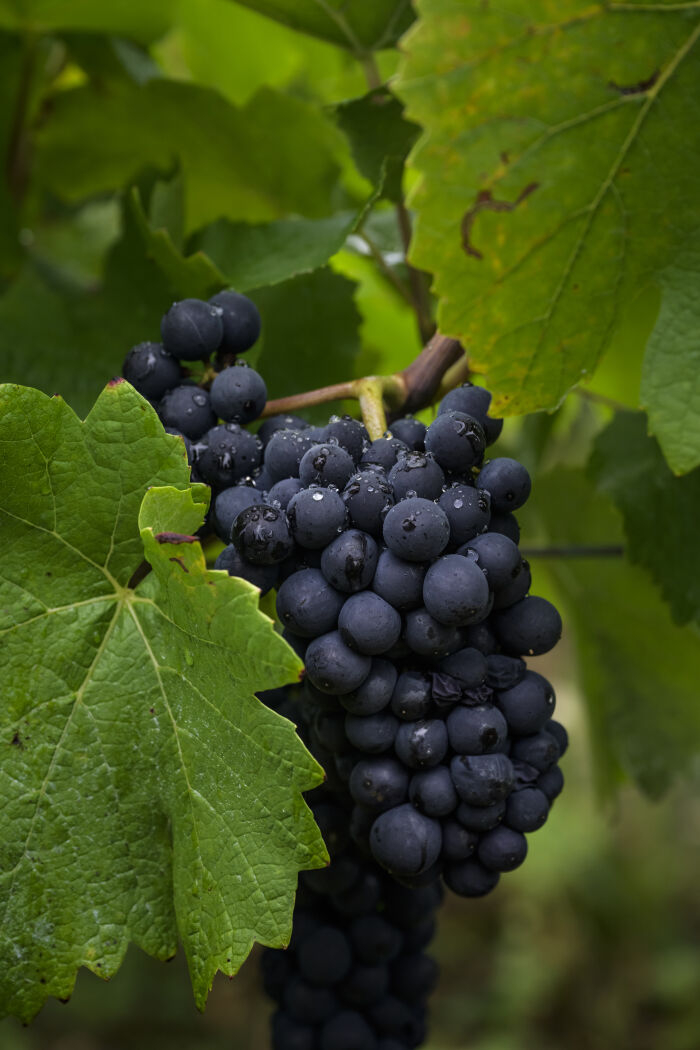 L'empreinte des fées _ Domaine de Mondeville.jpg L'empreinte des fées _ Domaine de Mondeville