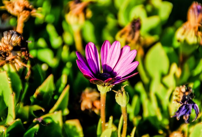 selective-focus-shot-exotic-purple-flower-surrounded-by-plants-sunlight.jpg