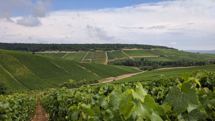 Point de vue : Paysage de Champagne.jpg