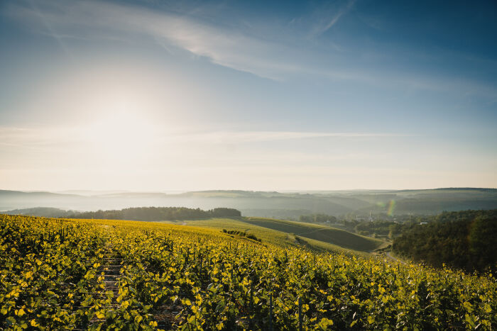 Domaine Alexandre Bonnet.jpg Domaine Alexandre Bonnet