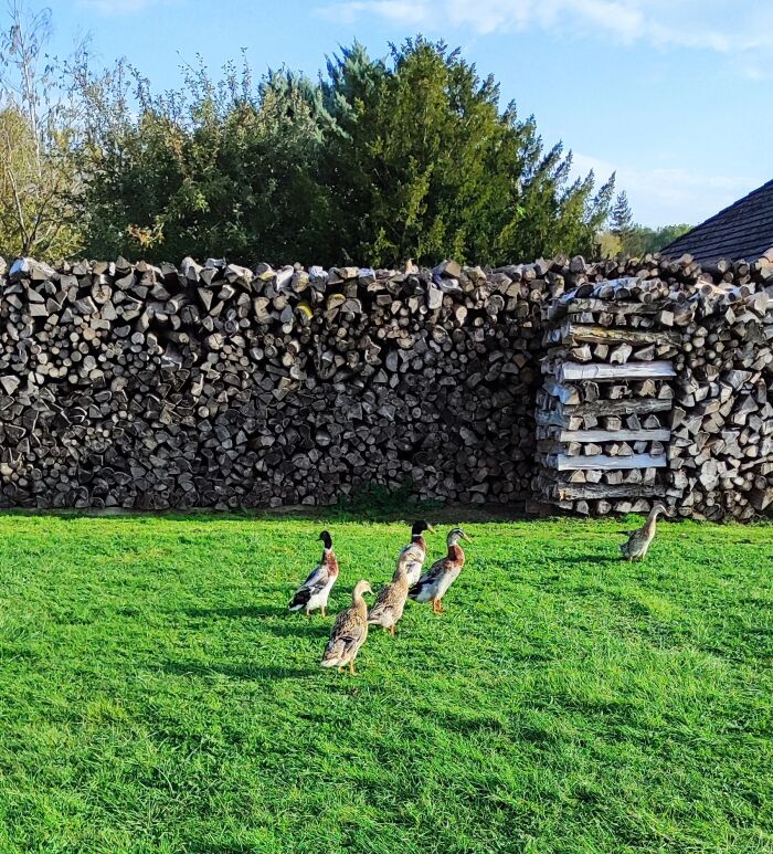 canards.jpg © Gîte du Lac de la Forêt d'Orient