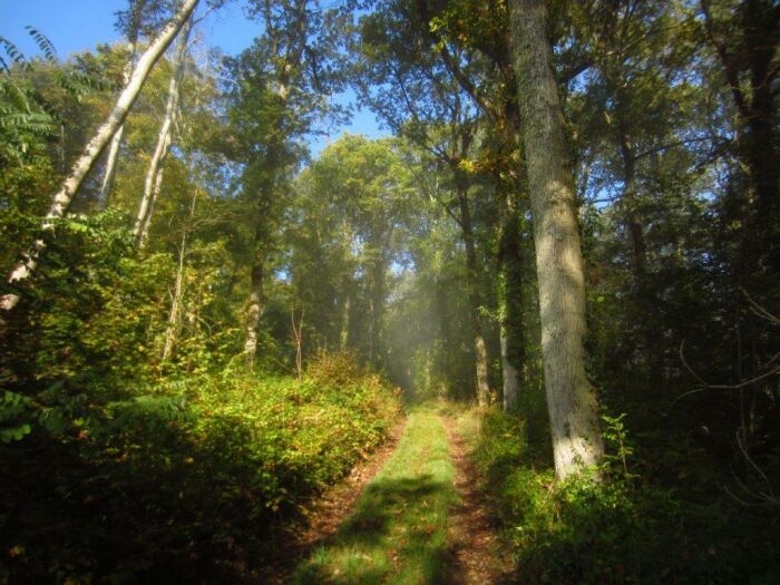 foret.jpg Bérulle Patrimoine