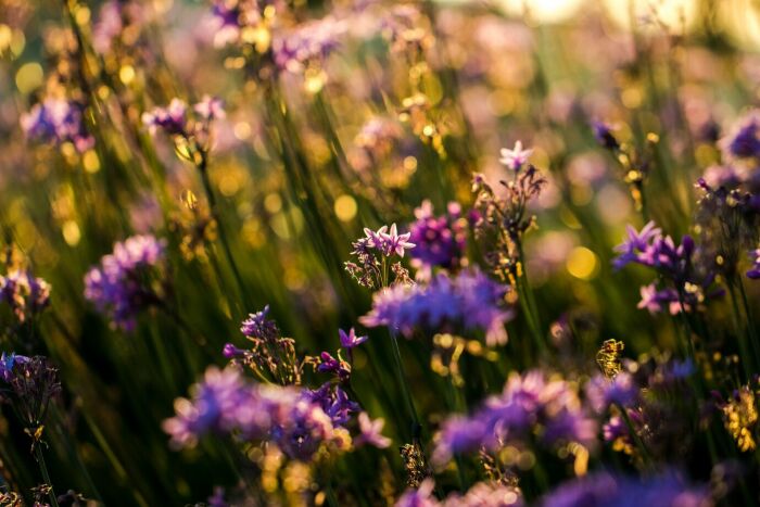 gros-plan-fleurs-petales-violettes_417767-609.jpg