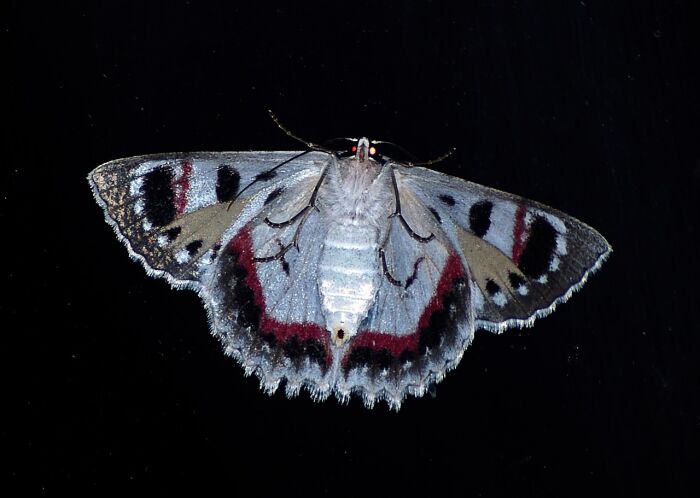 papillon de nuit cp  sandid de Pixabay.jpg