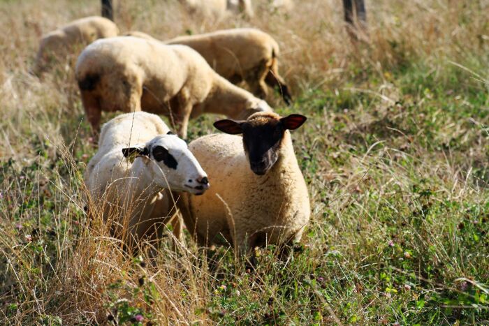 CP Ferme mont st Benoist8.jpg Ferme mont st Benoist