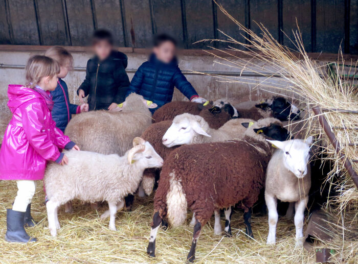 2020 - 09 - ferme-moutons 7.JPG © Ferme de la Marque