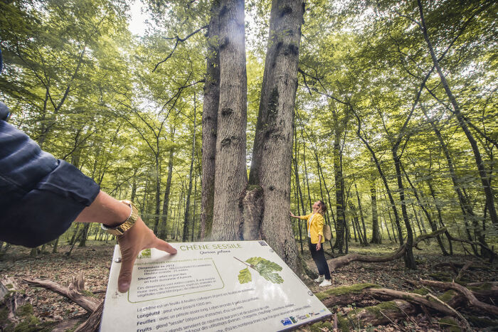 Circuit des arbres remarquables 2 - © Le Bonheur des Gens.jpg Le bonheur des gens
