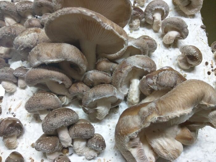 Les-Champignons-34-1.jpg Les Champignons de Cussangy