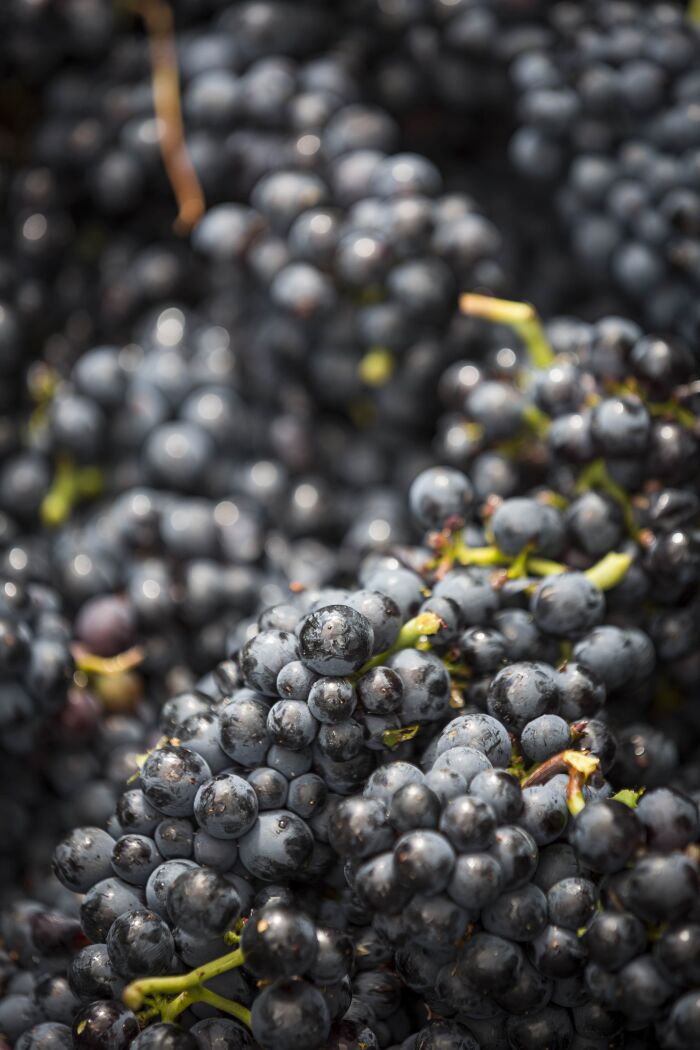 Pinot noir.jpg Olivier Frajman Protographe