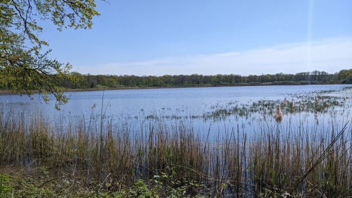 2022 Avril - Etang de Ramerupt, réserve naturelle natonale © OTGLC - AL (44).jpg Office de Tourisme des Grands Lacs de Champagne - Adeline LOISON