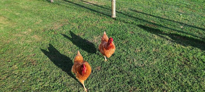 poules.jpg © Gîte du Lac de la Forêt d'Orient