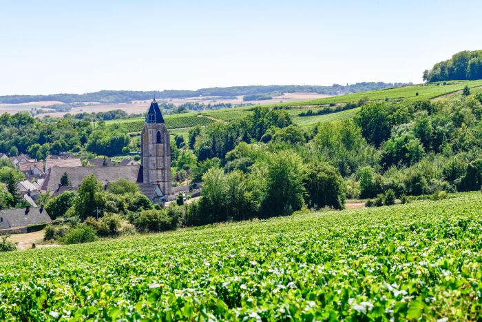 Vignoble (23).jpg Olivier Douard
