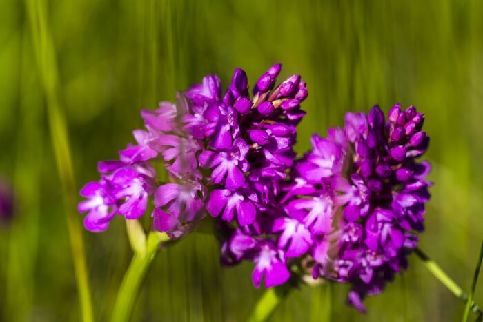 orchis.jpg Olivier Frajman Protographe