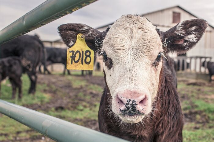 vache CP Pixabay Pixabay