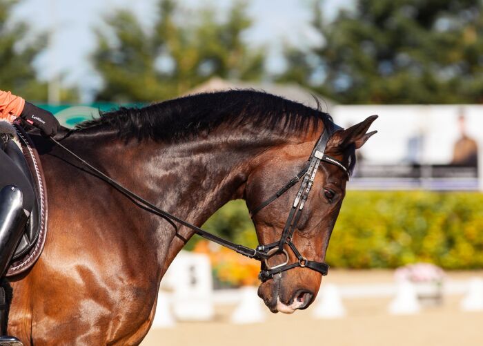 horse-5799370_1280.jpg Pixabay