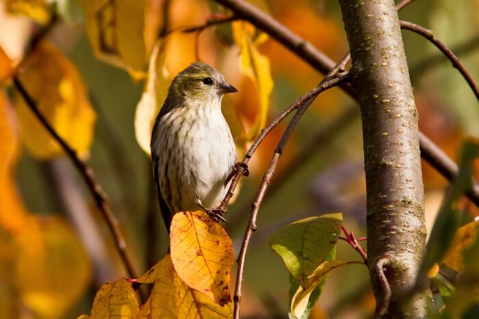 sparrow-5604220_1280.jpg © valentinhintikka - Pixabay