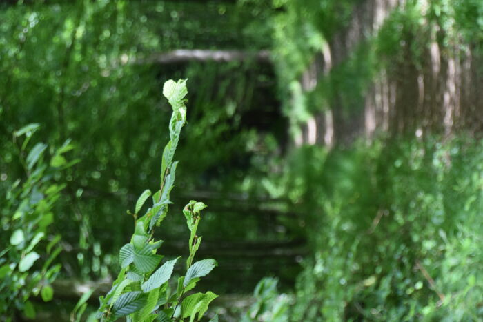 Rigny le Ferron. CP Fanny Alley (14).JPG Fanny Alley