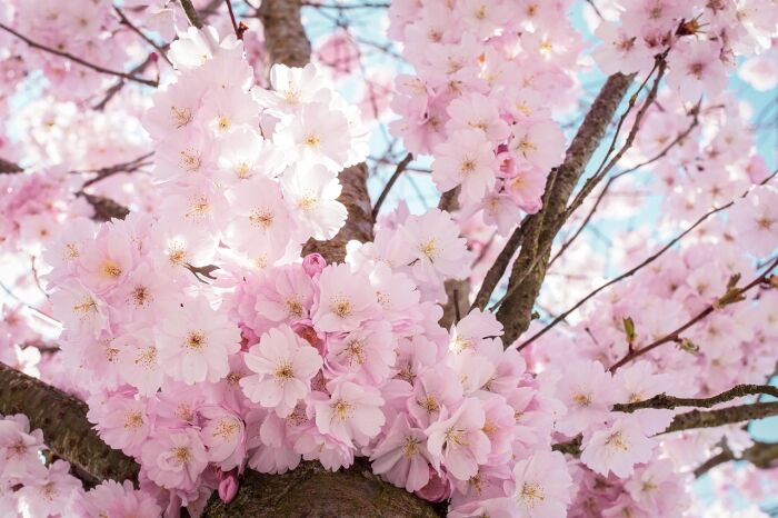 cherry-blossoms-4098985_1280.jpg